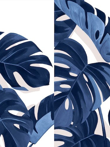 Monstera Blue