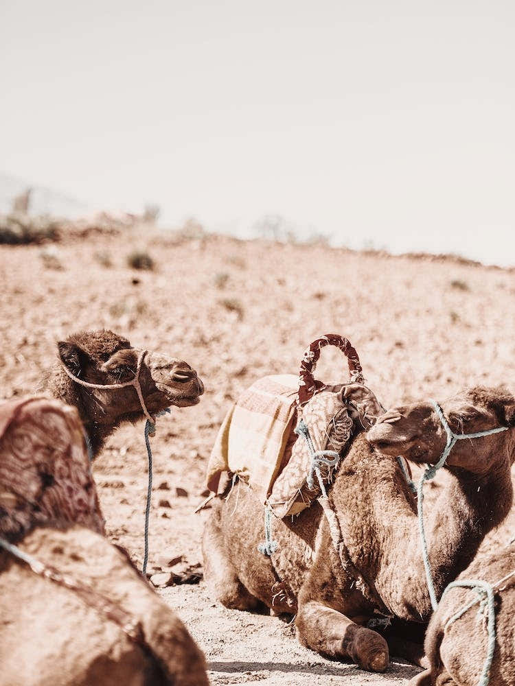 Desert Camels