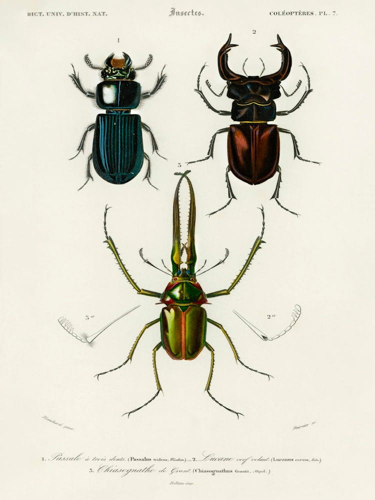 Different Types Of Beetles, Charles Dessalines D'Orbigny 7
