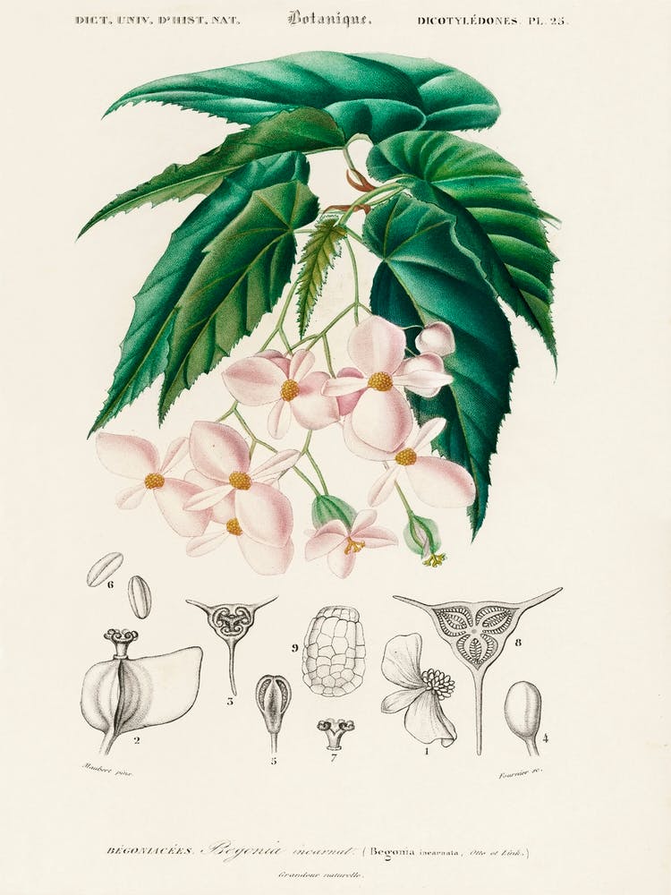 Begonia (Begonia Incarnata), Charles Dessalines D'Orbigny