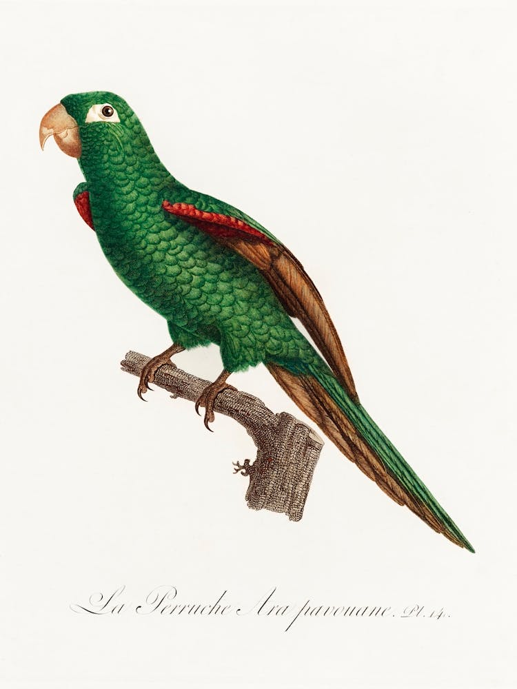 The Eclectus Parrot From Natural History Of Parrots, Francois Levaillant 2
