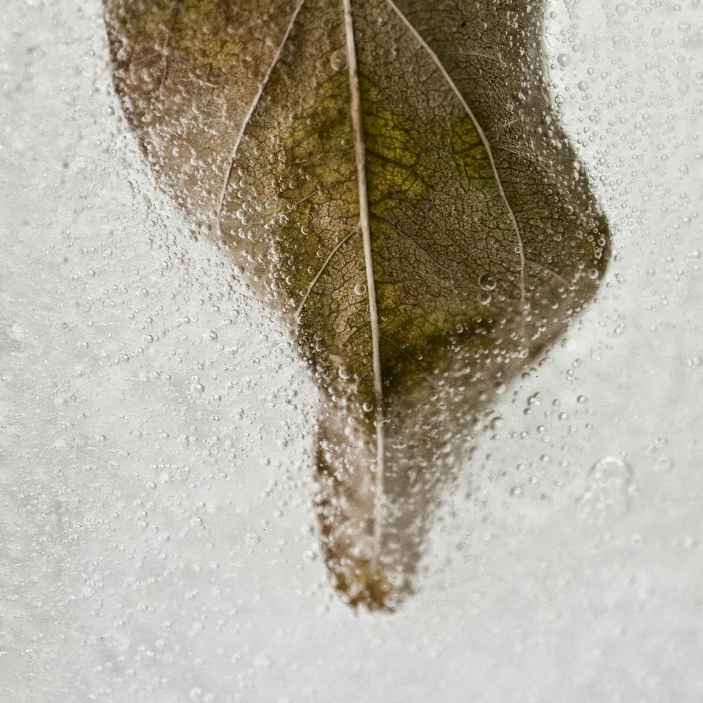 Leaf Detail Square