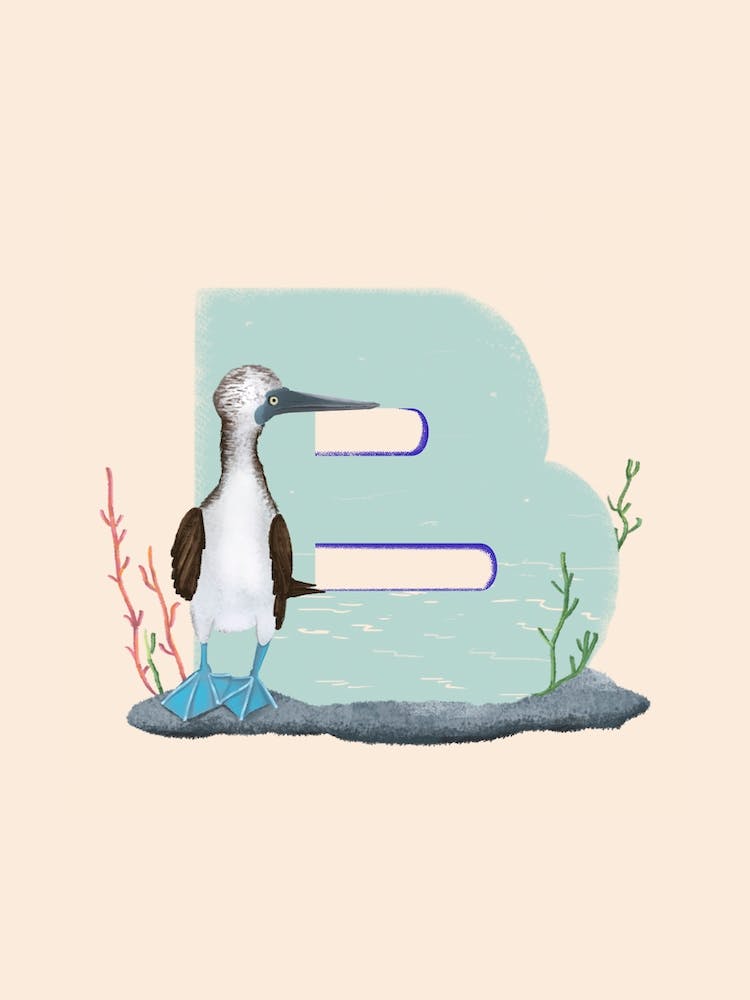 Letter B Booby