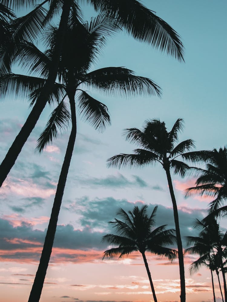 Vibrant Palm Tree Sunset