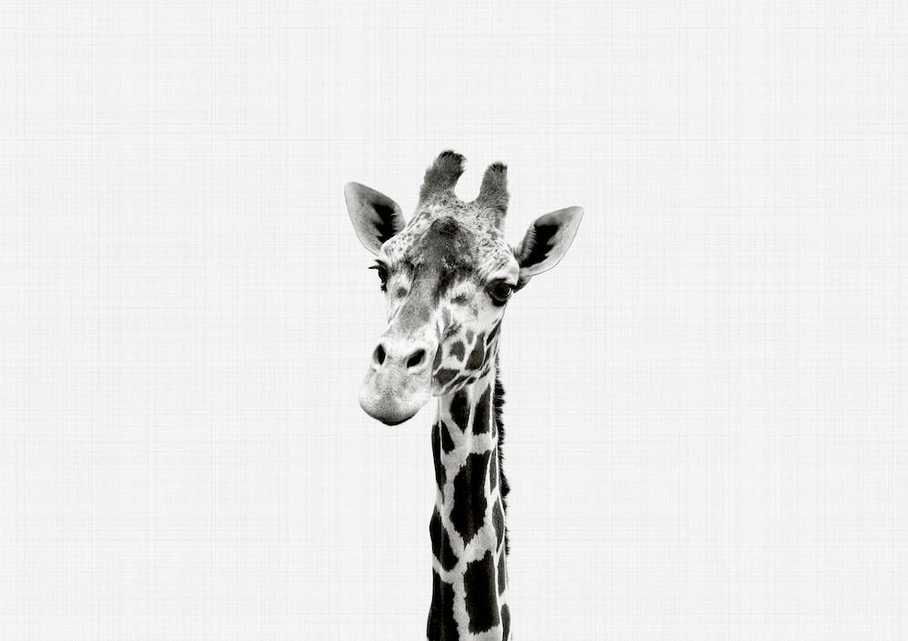 Giraffe B&W I