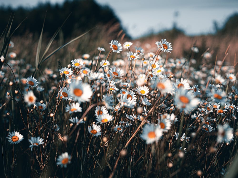 The Daisies In The Summer Sun Netherlands Nature