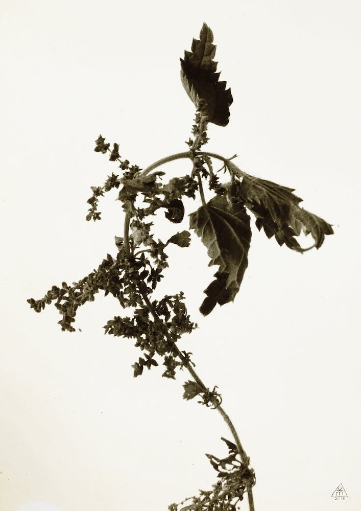 Florales · Plant End 6