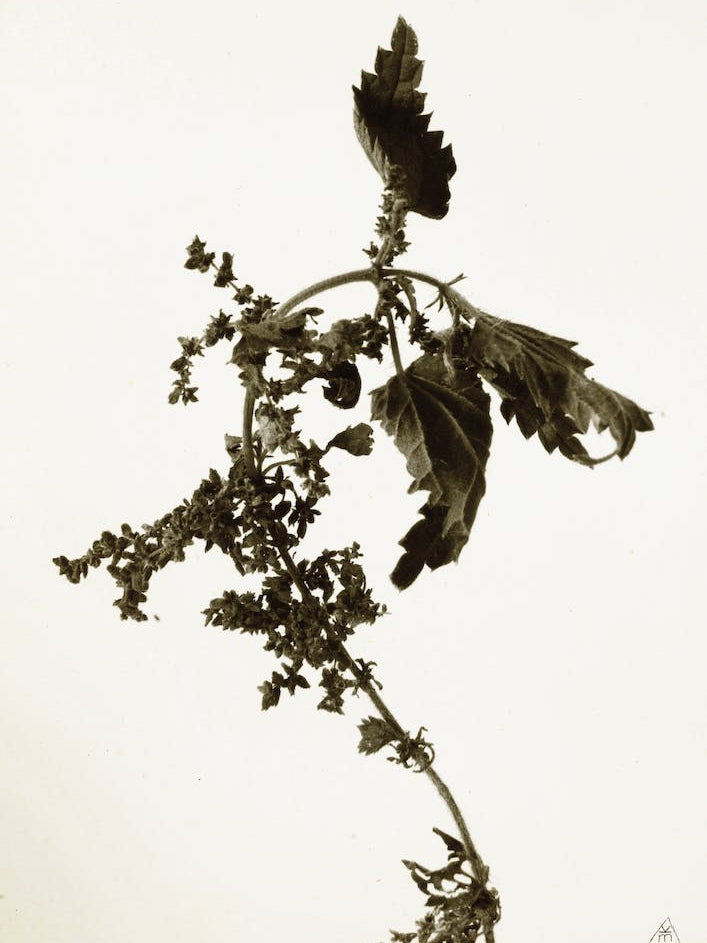 Florales · Plant End 6