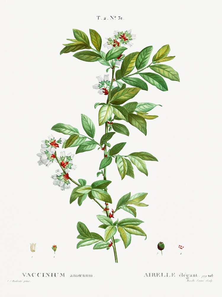 Vaccinium Amoenum, Pierre Joseph Redoute