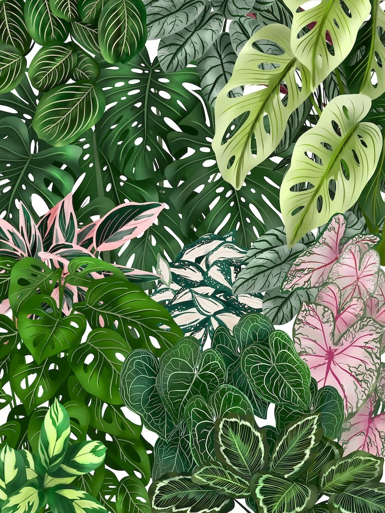 House Plants Jungle