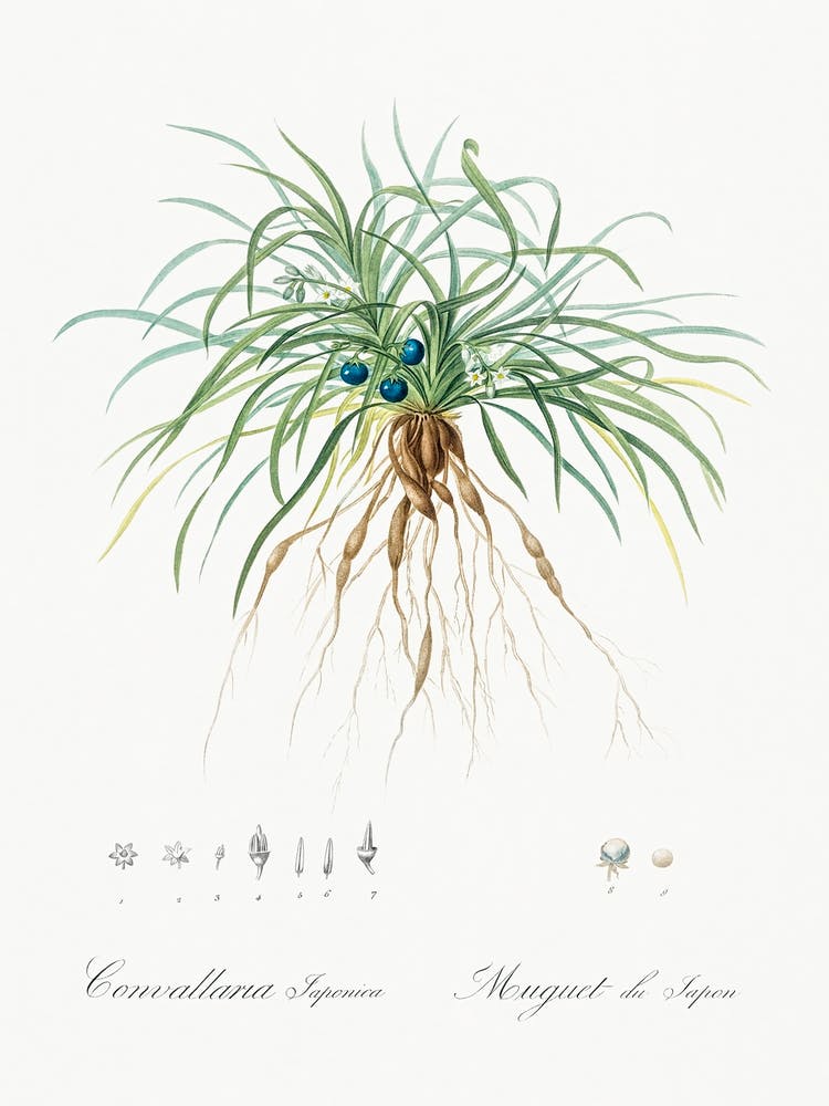 Convallaria Japonica, Pierre Joseph Redoute