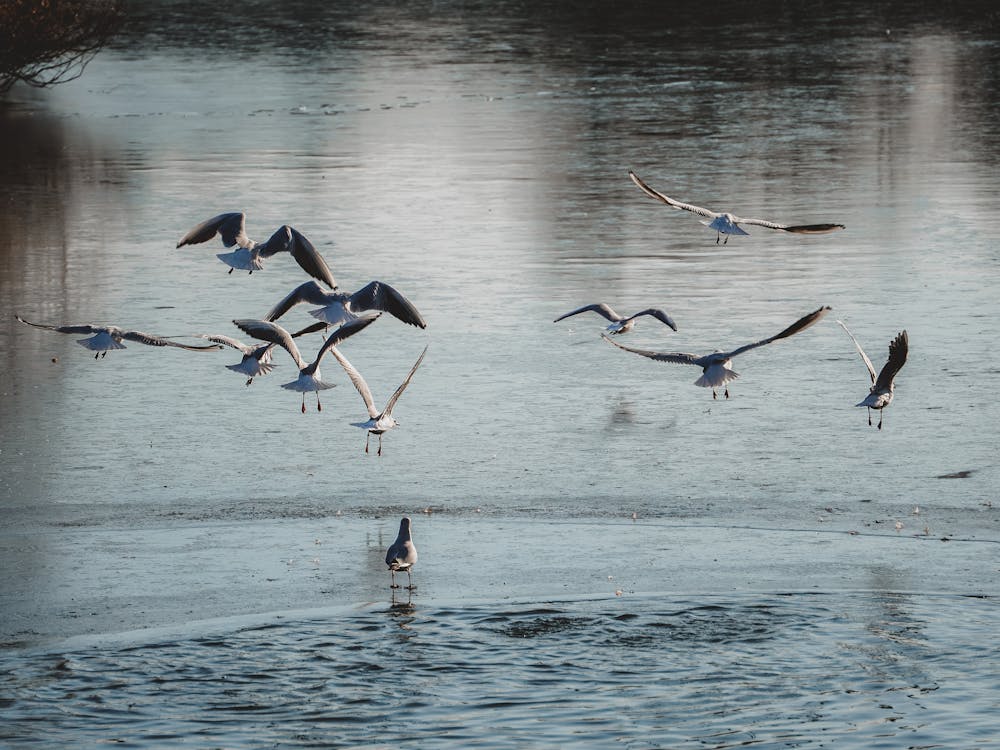Gulls In Flight