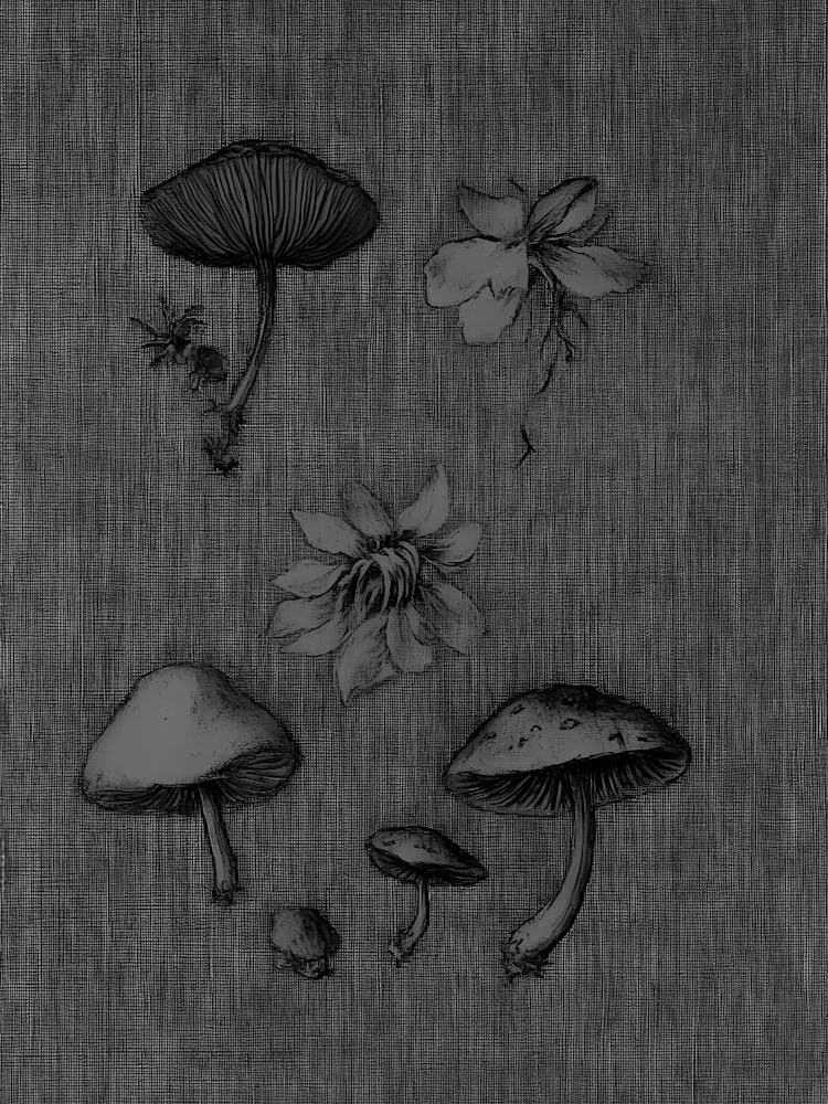 Mushrooms And Flowers