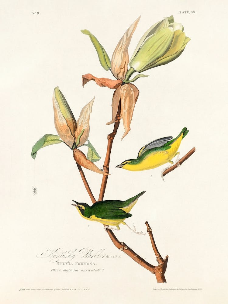 Kentucky Warbler, Birds Of America, John James Audubon