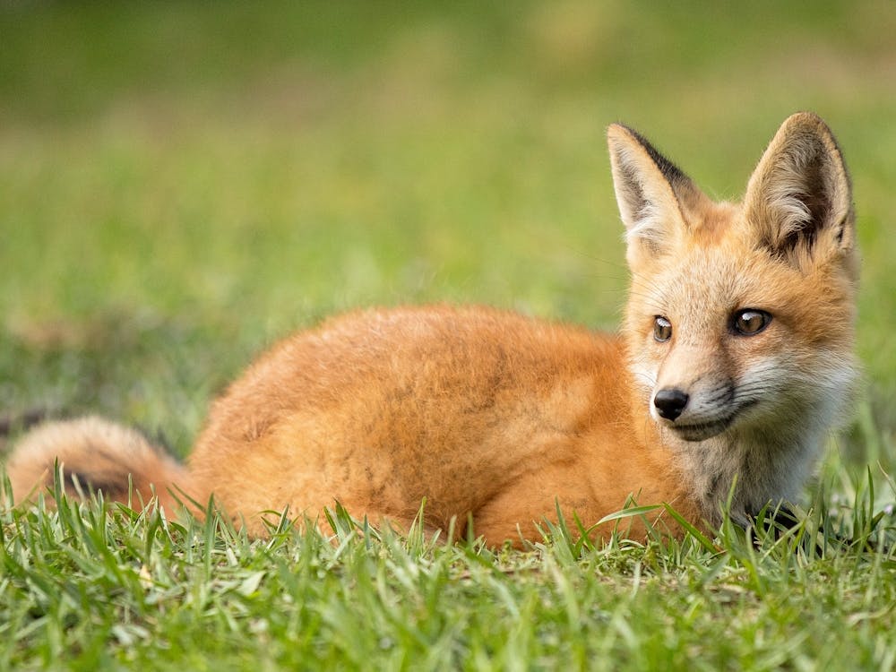 Laying Fox