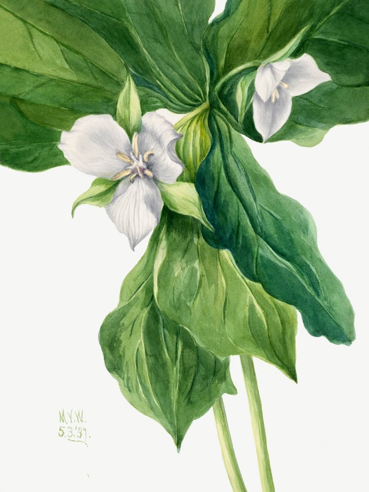 Vintage Botanical Mary Vaux Walcott _2732429