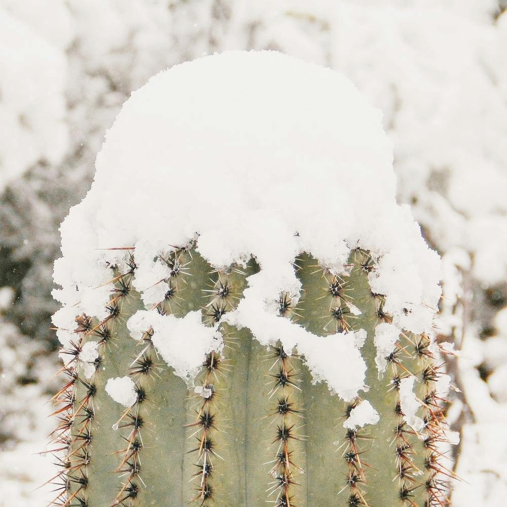 Snowy Saguaro Arm