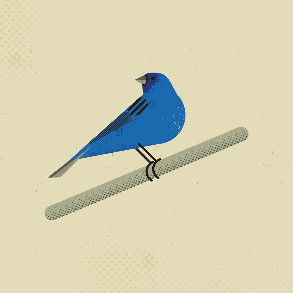 Indigo Bunting