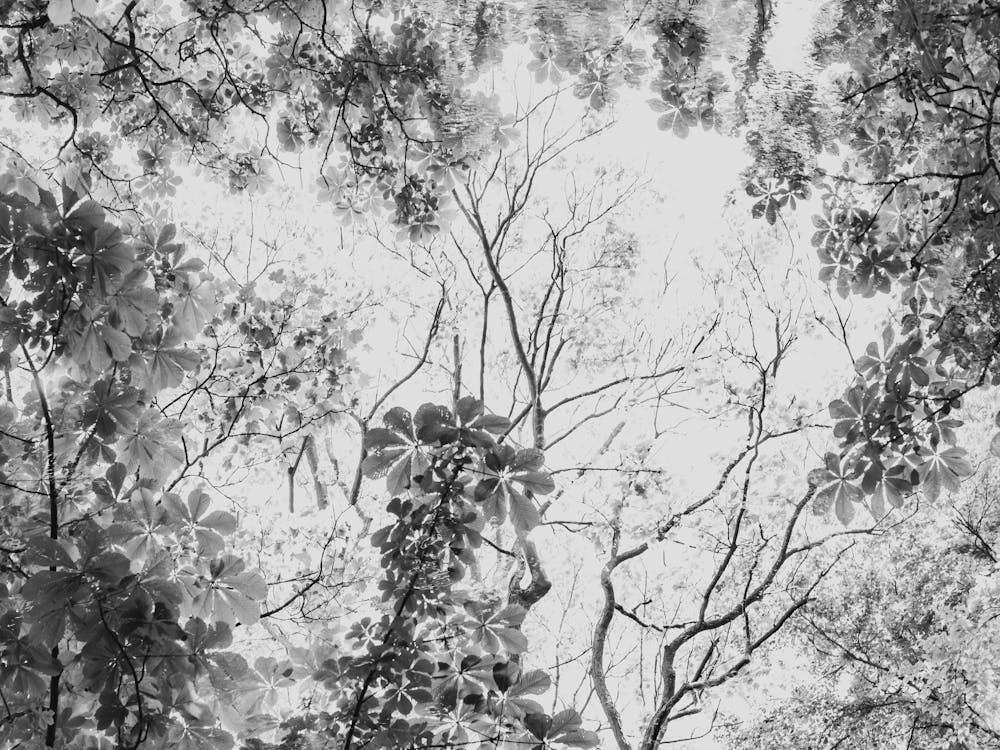 Treetops In Black Grey And White
