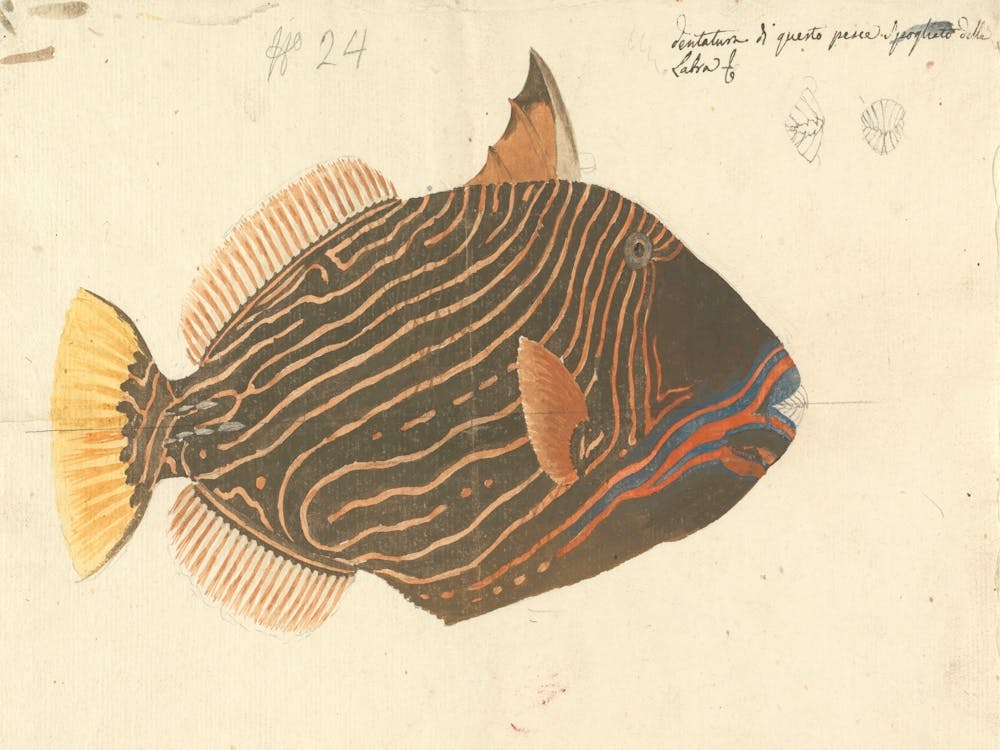 Unidentified Fish, Luigi Balugani 5
