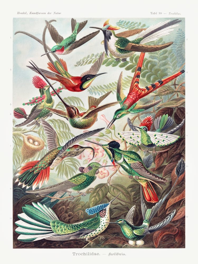 Trochilidae–Kolibris Vintage Tropical Birds, Ernst Haeckel