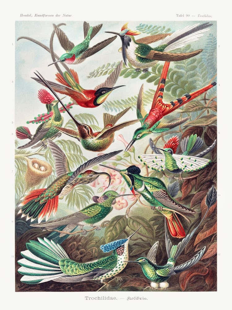 Trochilidae–Kolibris Vintage Tropical Birds, Ernst Haeckel
