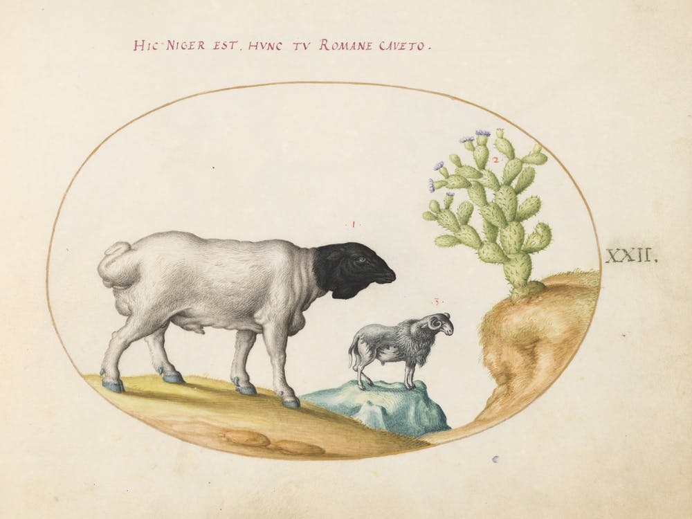 Animalia Qvadrvpedia Et Reptilia, Joris Hoefnagel (5) 1