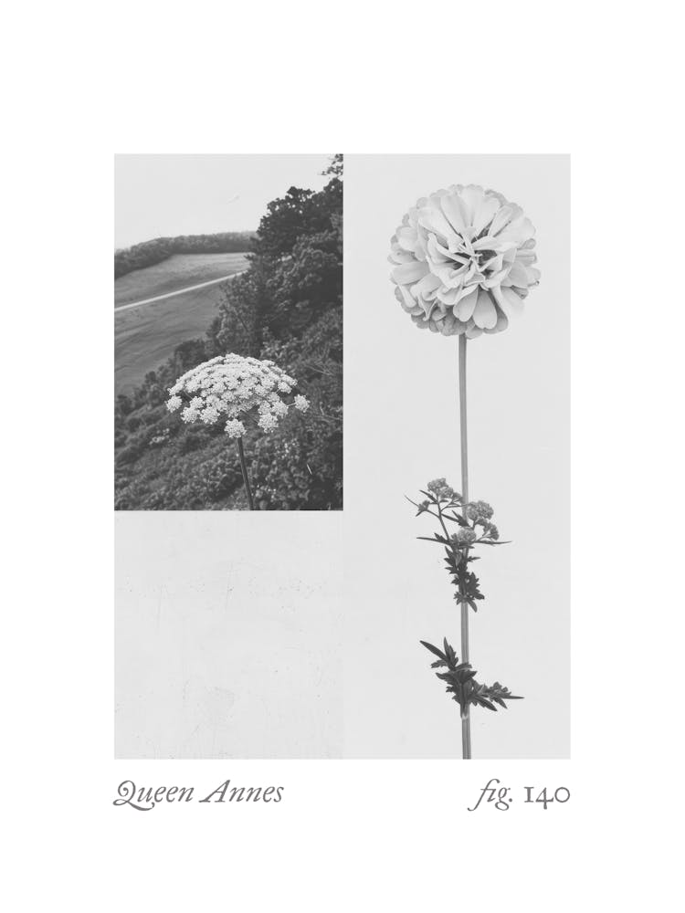 Queen Annes Botanical Collage 2