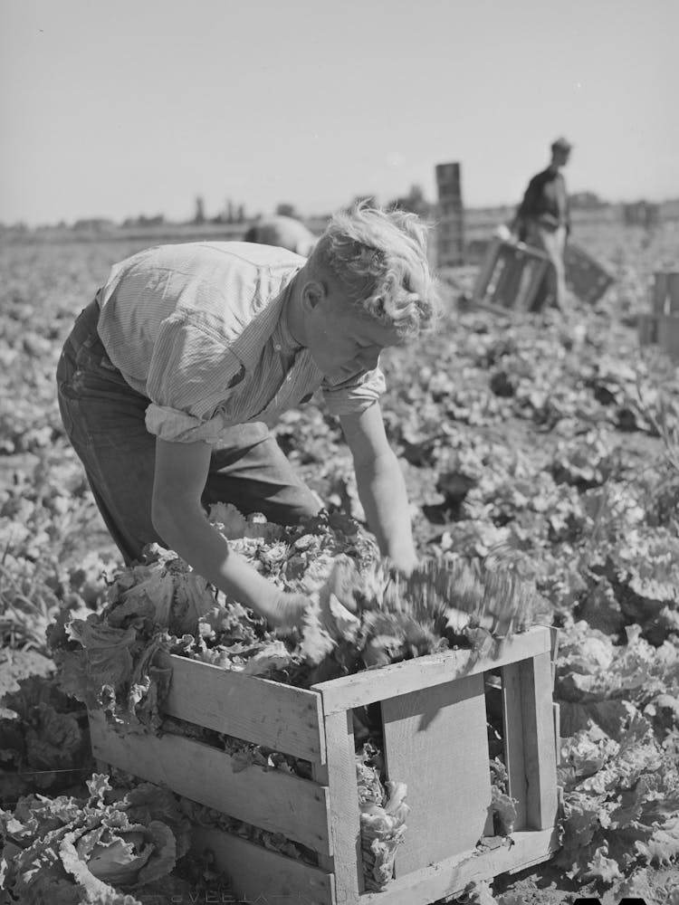 Putting Lettuce In Crates In The Field Canyon County, Idaho By Russell Lee 1