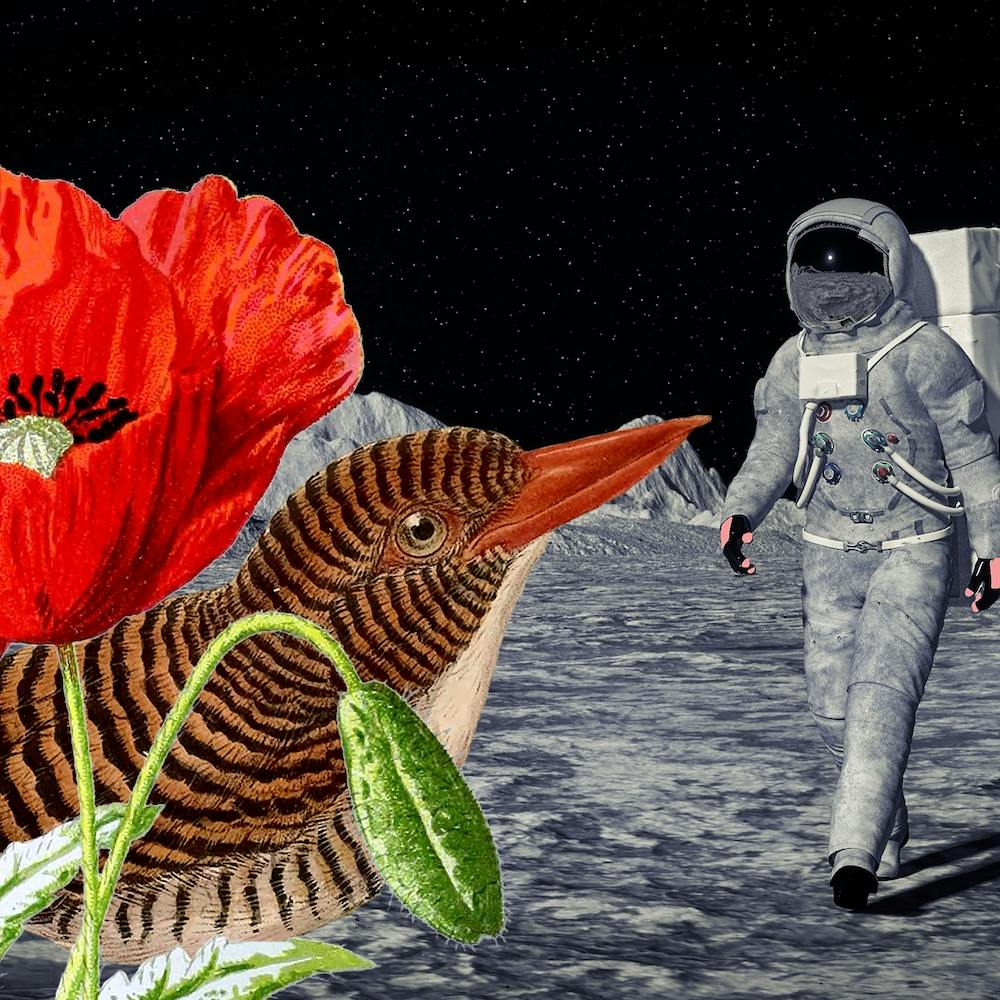 Bird On The Moon Square