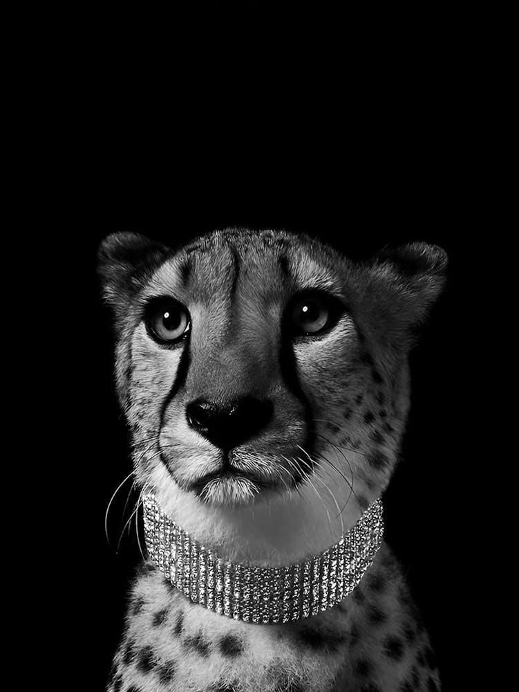 Cheetah Black And White