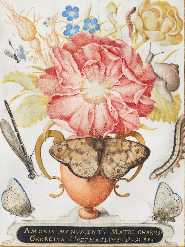Still Life With Flowers, A Snail And Insects, Joris Hoefnagel