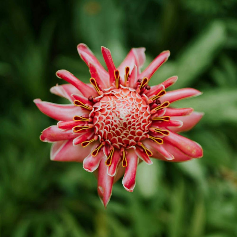Torch Ginger