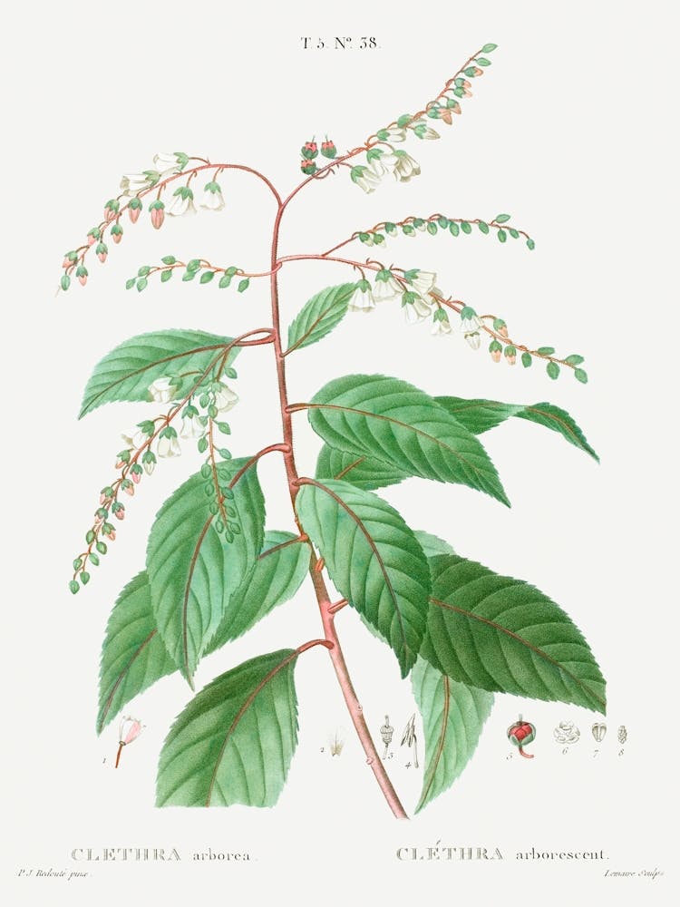 Lily Of The Valley Tree, Pierre Joseph Redoute