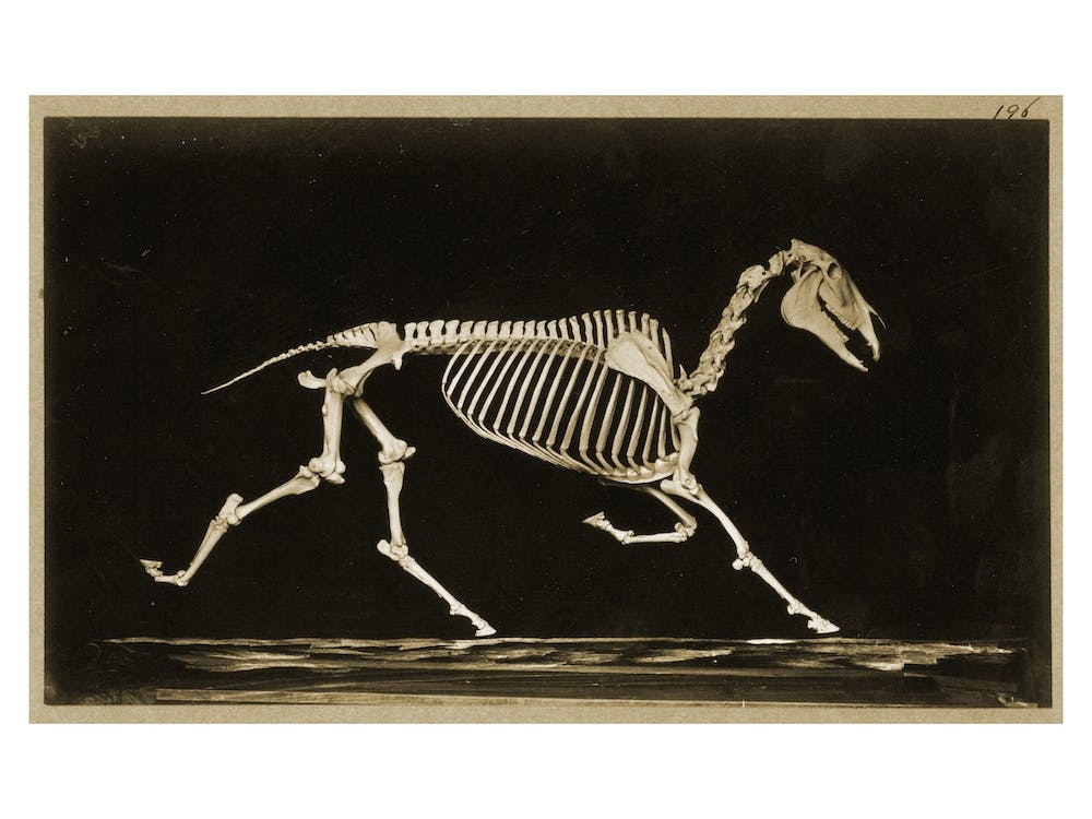 Skeleton Of A Running Horse