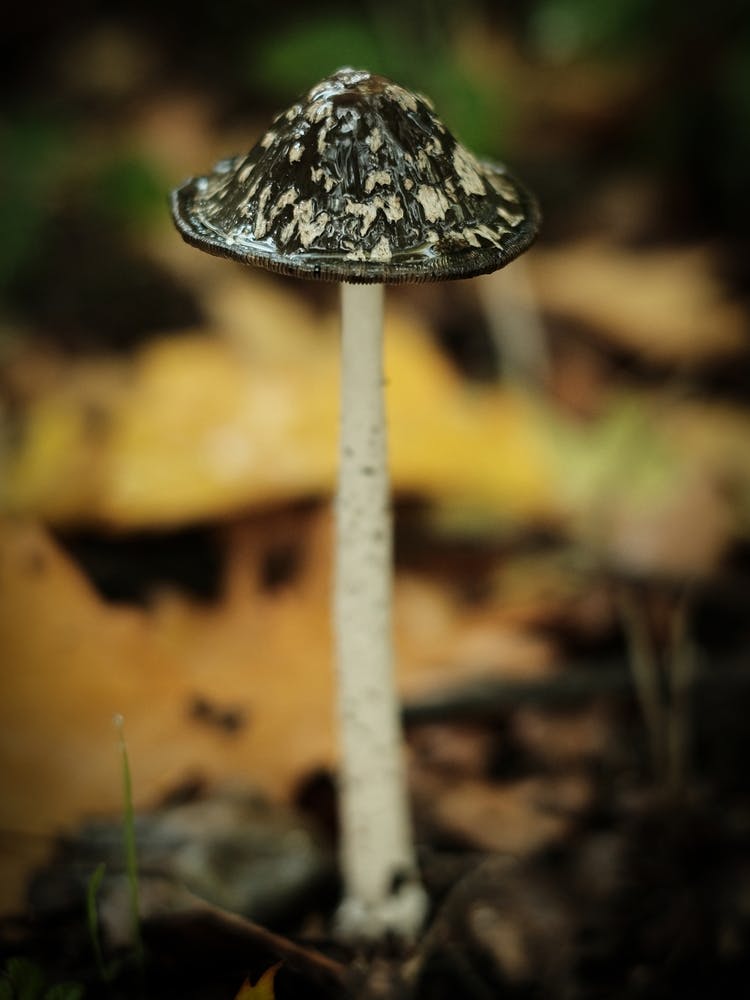 Brown Mushroom // Nature Photography 4