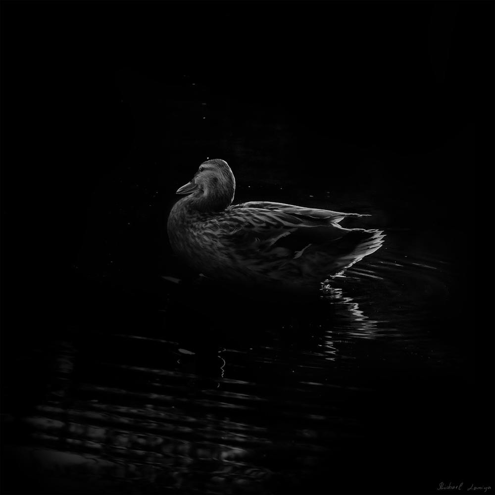 Canard Noir Et Blanc Flottant Dans L'Eau