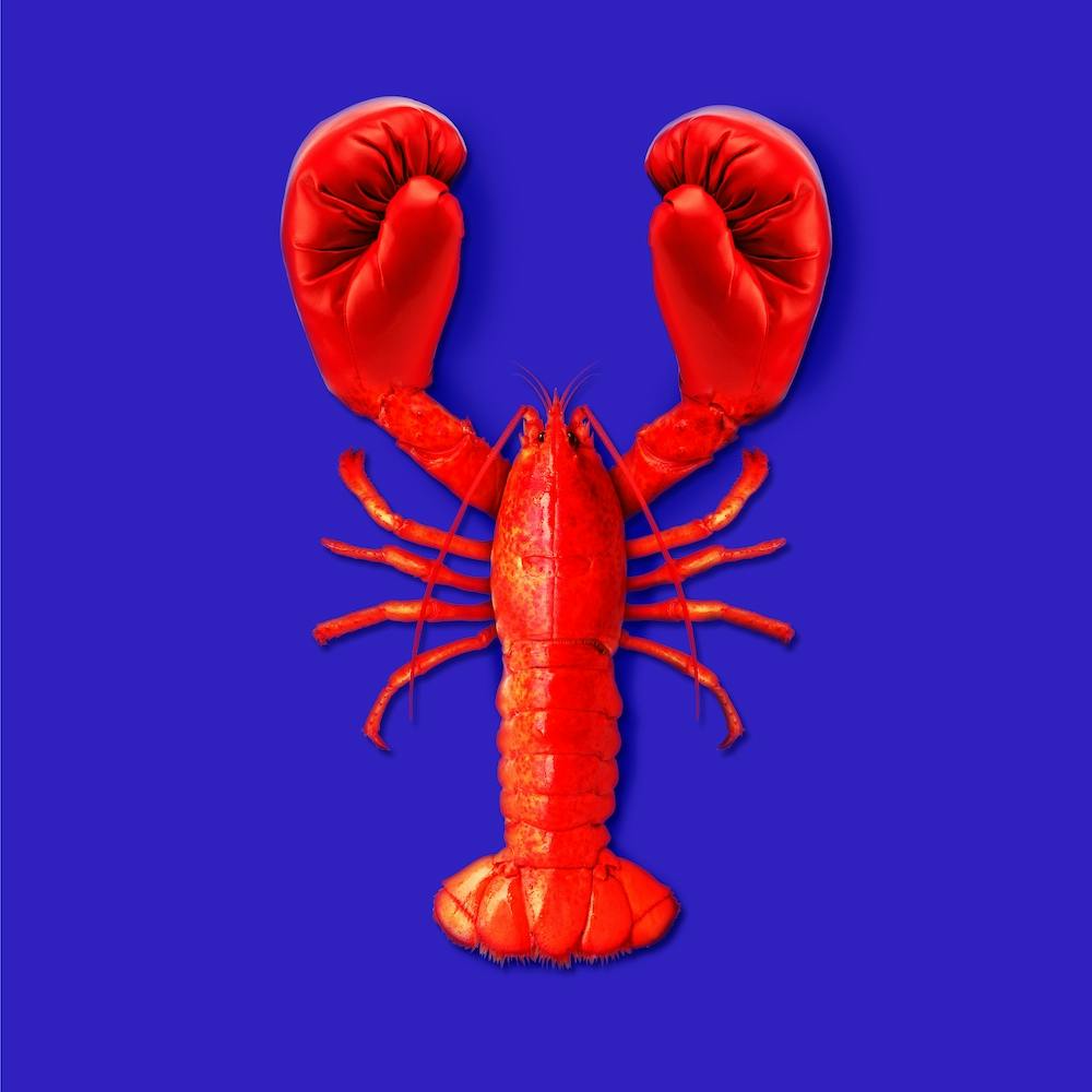 Lobster Fighting Square