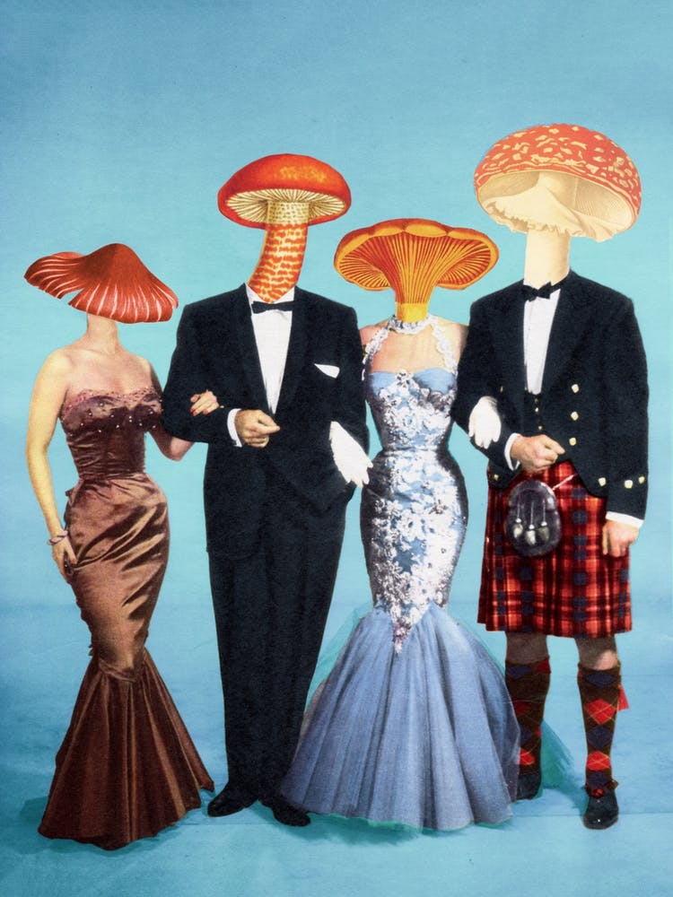 The Fungi Four