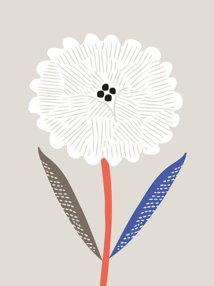 Chrysanthemum Flower