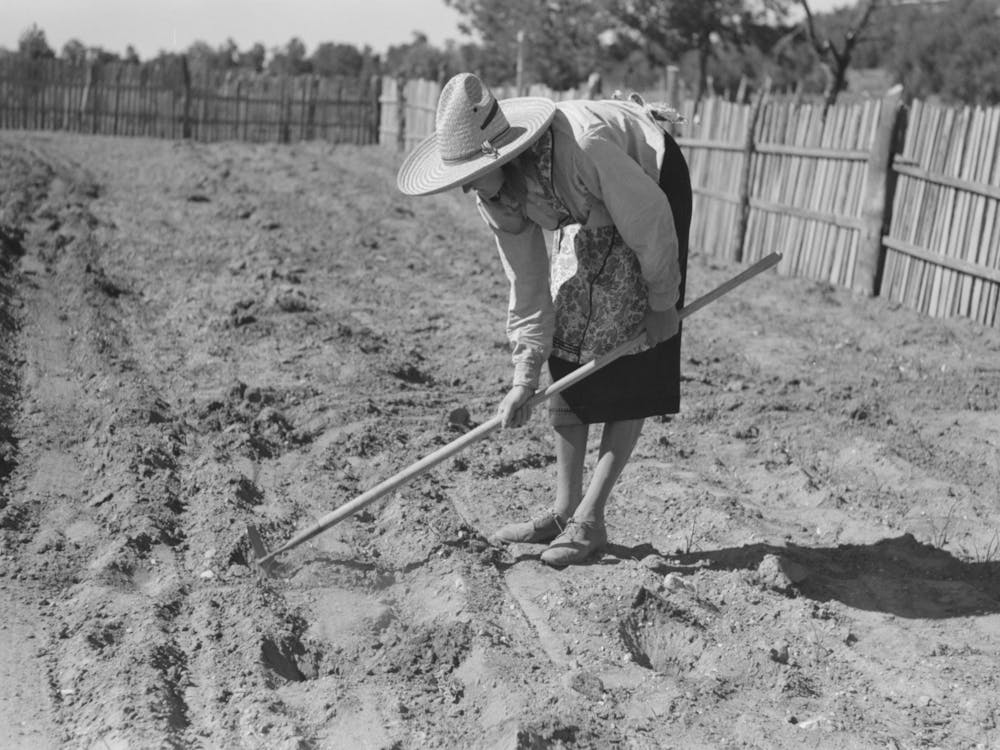 Doris Caudill Working In Her Garden, Pie Town, New Mexico By Russell Lee