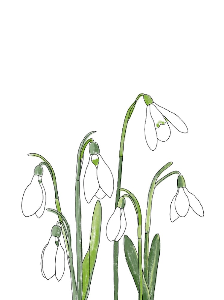 Snowdrops 1