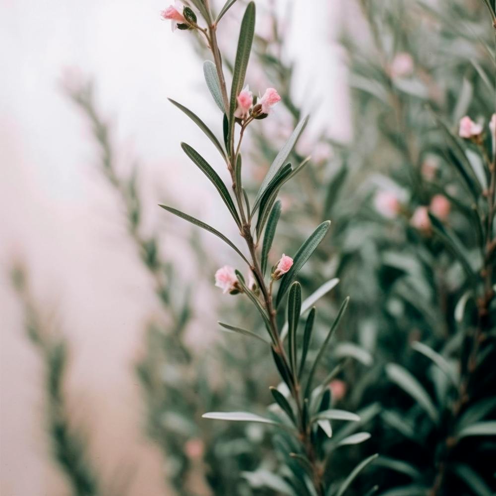 Blooming Rosemary