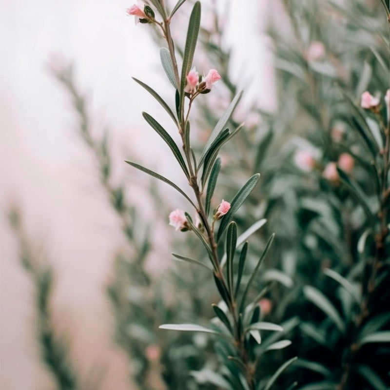 Blooming Rosemary
