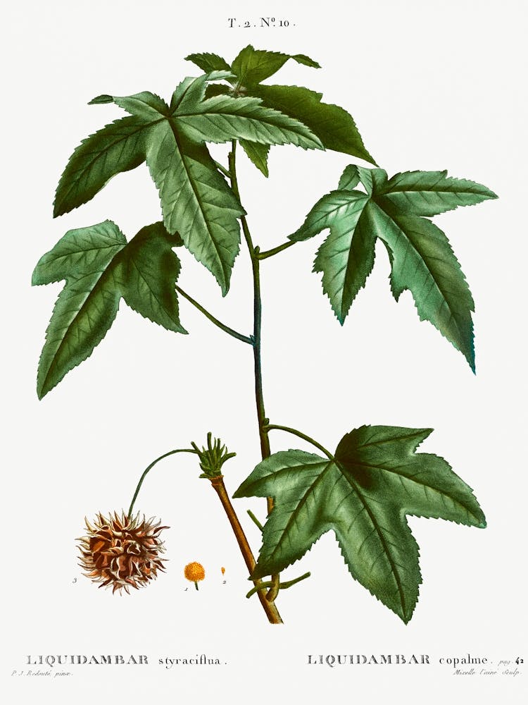 Sweetgum, Pierre Joseph Redoute