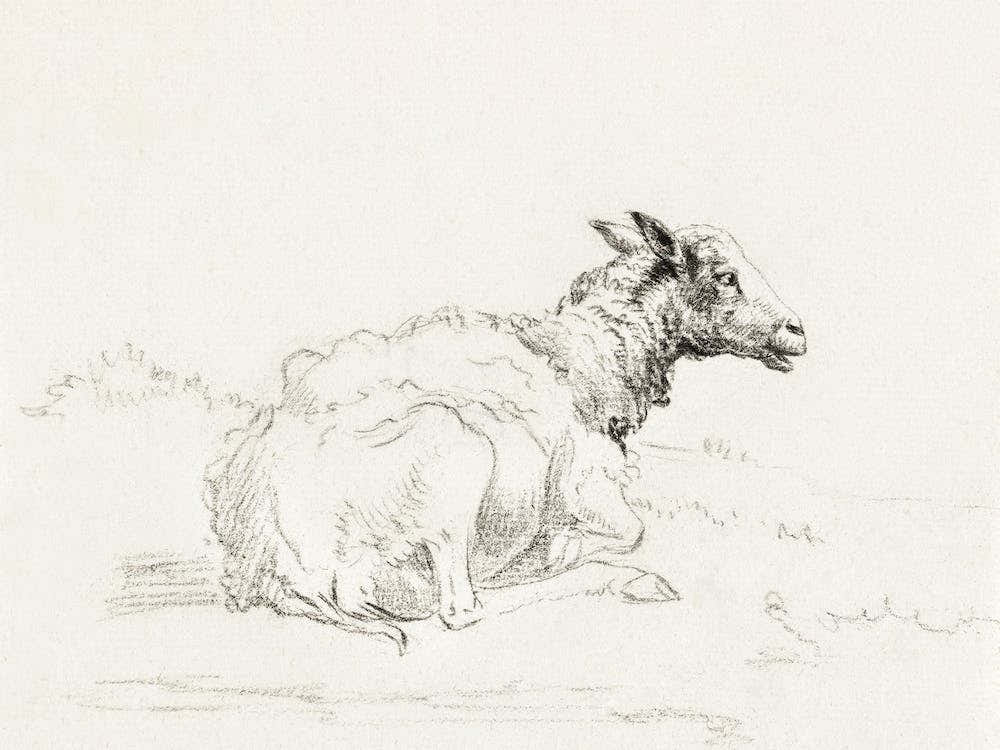 Lying Sheep 1, Jean Bernard