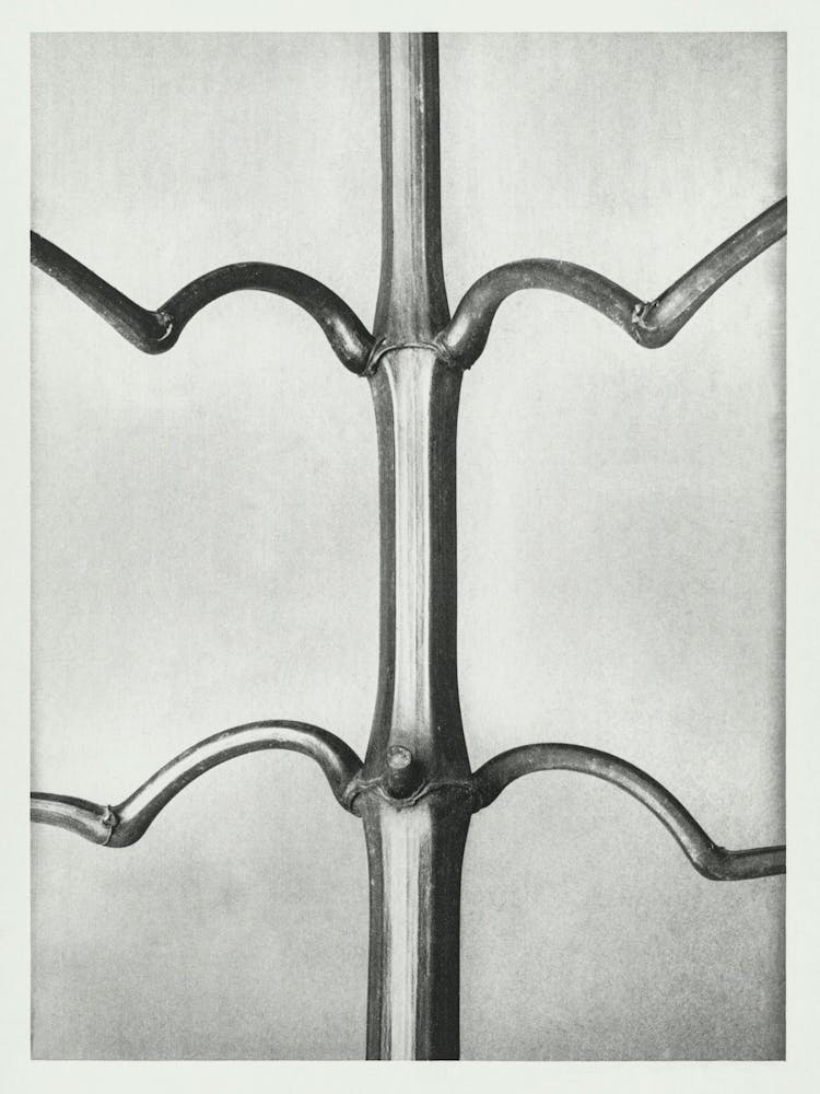Winterhartes Indisches Springkraut (1928), Karl Blossfeldt