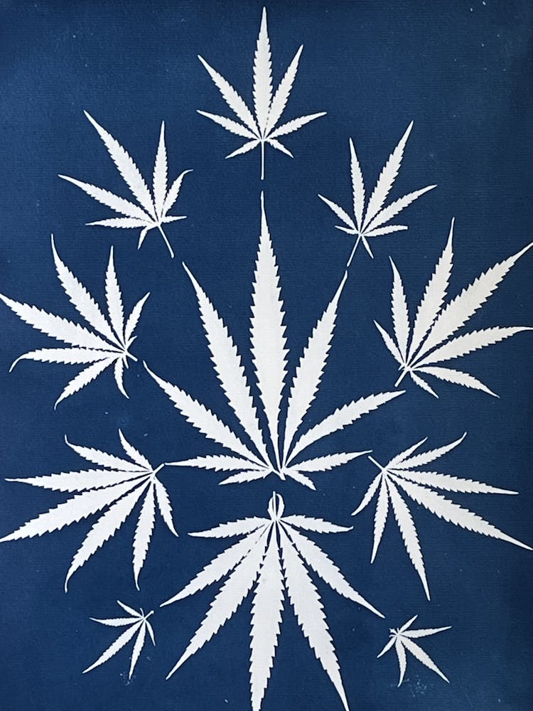 Blue leaves cyanotype