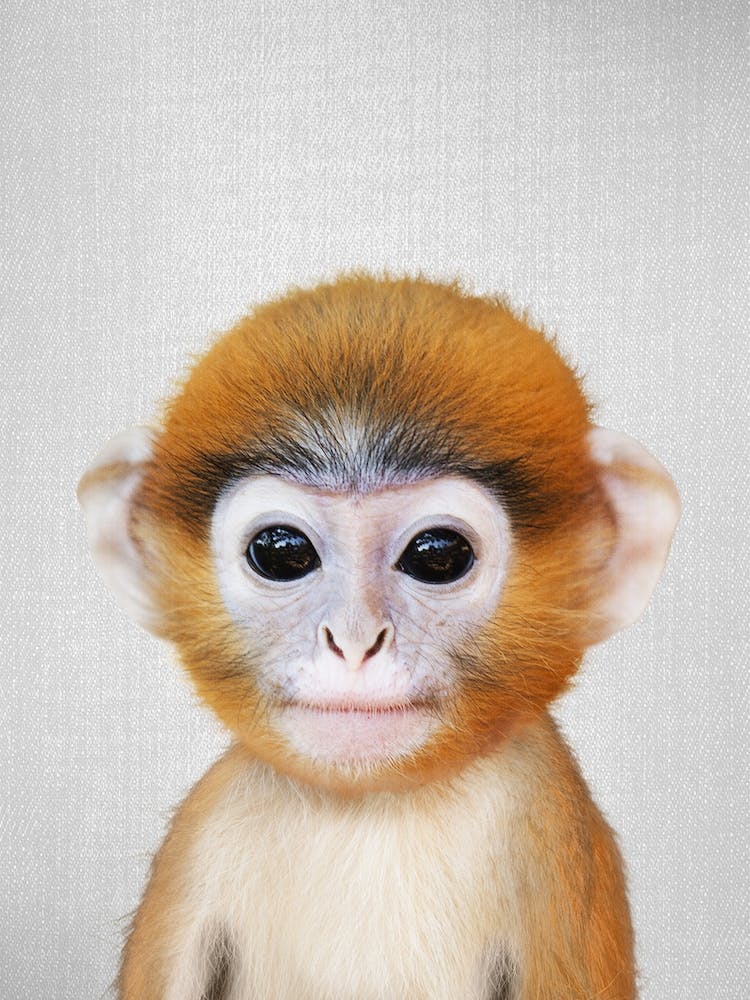 Babyaffe