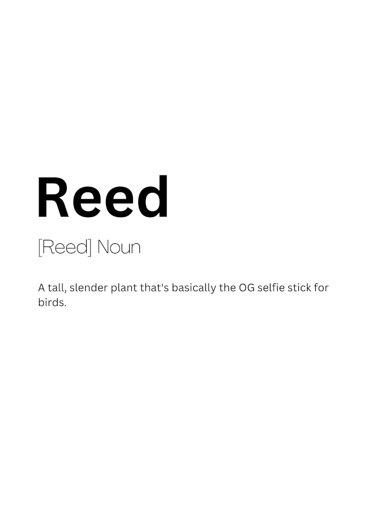 Reed Definition Meaning